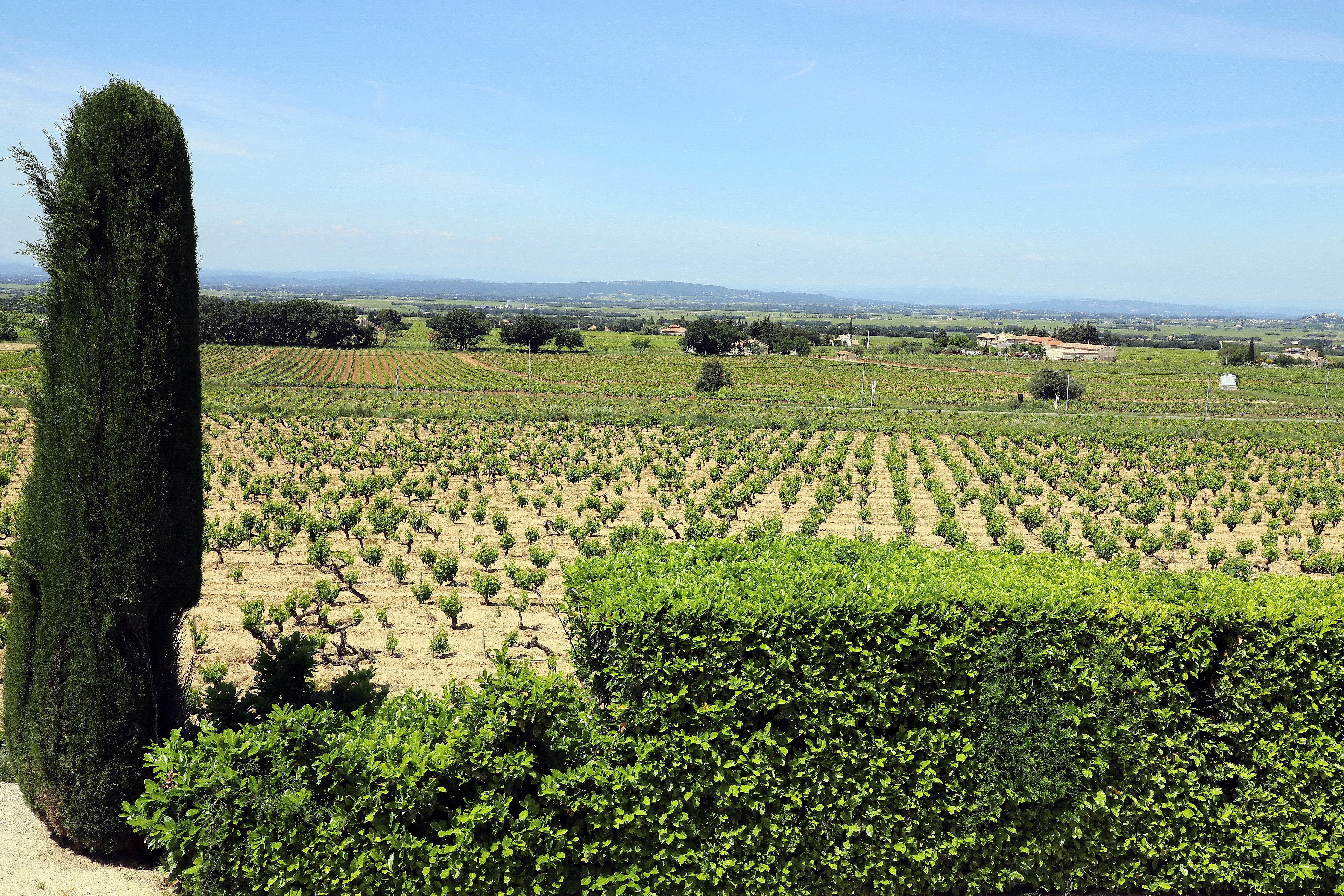 gigondas-vineyard-dentelles-de-montmirail-domaine-teyssonnieres.jpg